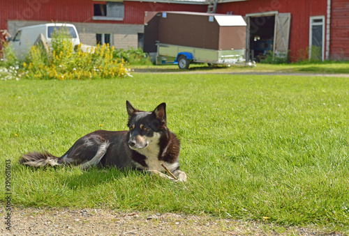 Quadro em tela Dog with stick in farm yard. Taivalkoski, Finnish Lapland