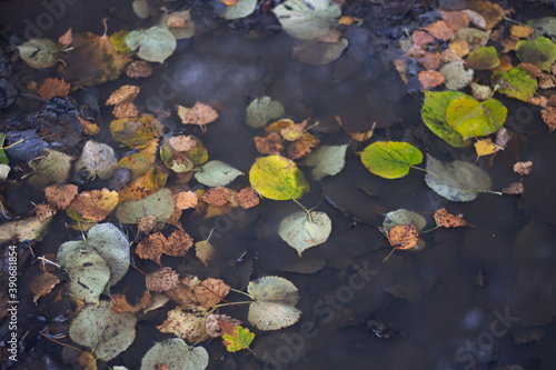 Autumn leaves in a puddle. Beautiful background with yellow leaves. © Олег Копьёв
