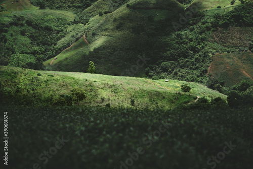 Obraz na płótnie Tea plantation at Doi Mae Salong, Chiang Rai, Thailand. w salonie