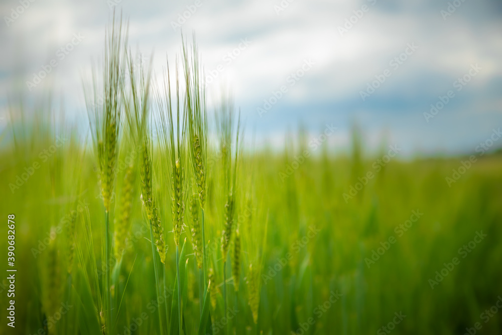 growing green wheat plant in field with shallow depth of field and nature landscape.