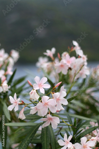Wallpaper Mural Pale pink nerium flowers by the sea. Selective focus. Torontodigital.ca