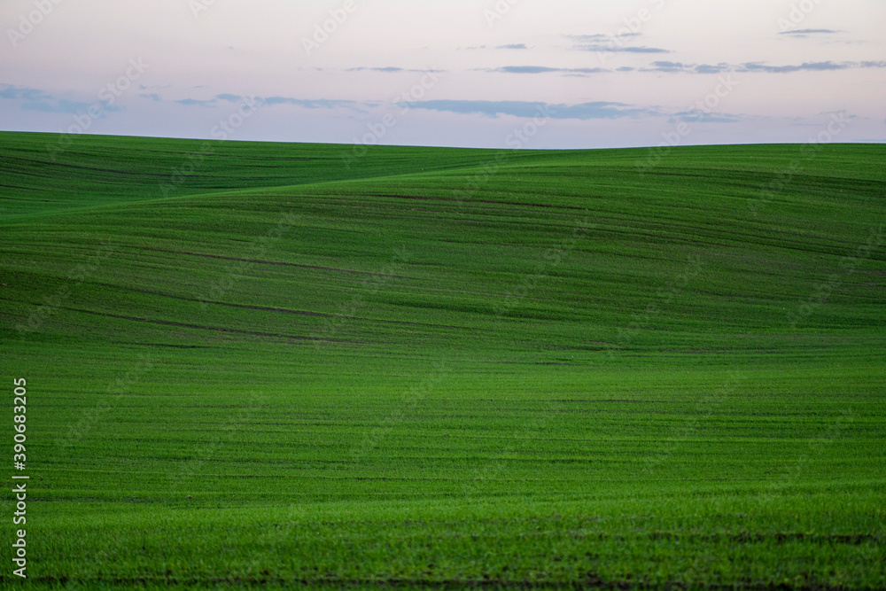 Landscape young wheat seedlings growing in a field. Green wheat growing in soil. Close up on sprouting rye agriculture on a field in sunset. Sprouts of rye. Wheat grows in chernozem planted in autumn. Landscape young wheat seedlings growing in a field. Green wheat growing in soil. Close up on sprouting rye agriculture on a field in sunset. Sprouts of rye. Wheat grows in chernozem planted in autumn.