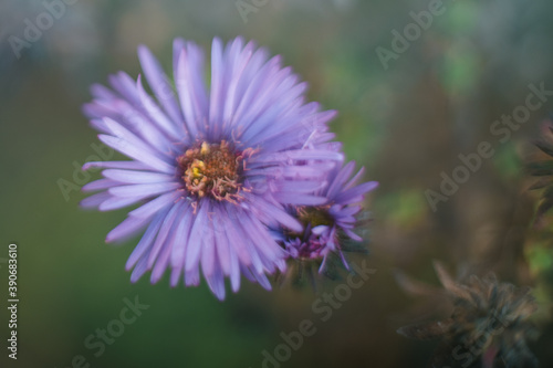 abstract floral background purple flower on green photo