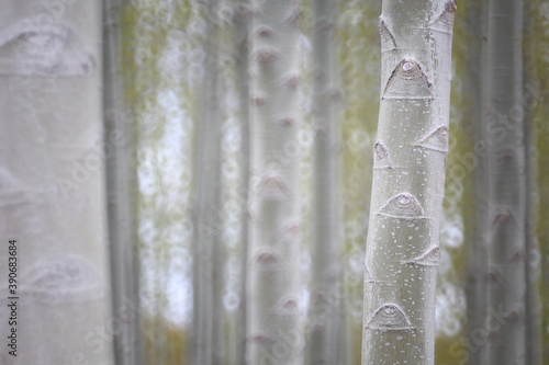 Artistic photograph of a poplar forest in the Villafafila Natural Park. Zamora photo