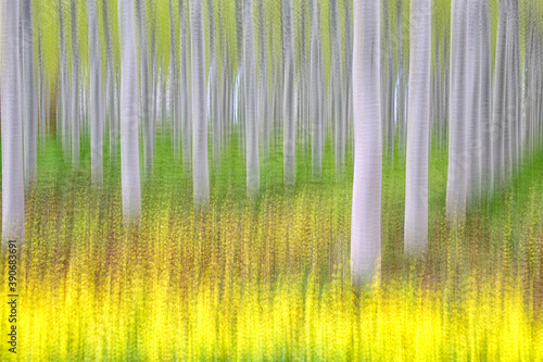 Forest of poplars photographed by the technique of pointillism, to approach Impressionism. Natural Park of Las Lagunas de Villafafila. zamora. Spain photo