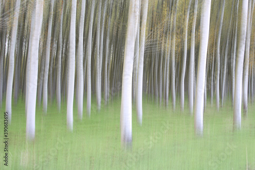 Artistic photograph of a poplar forest in the Villafafila Natural Park. Zamora photo