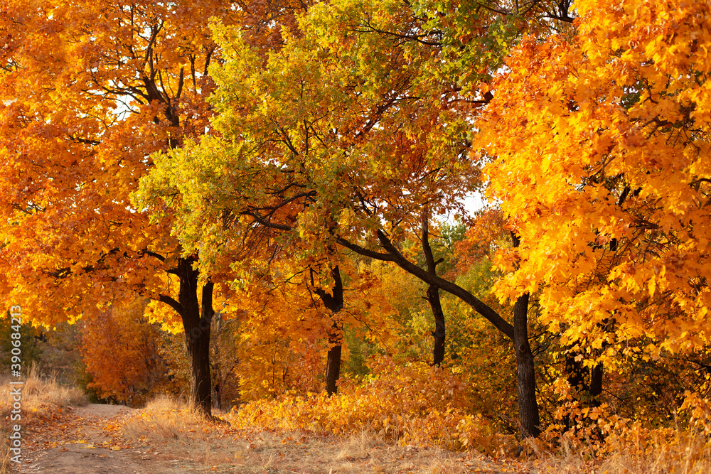 autumn trees in the park autumn trees in the park