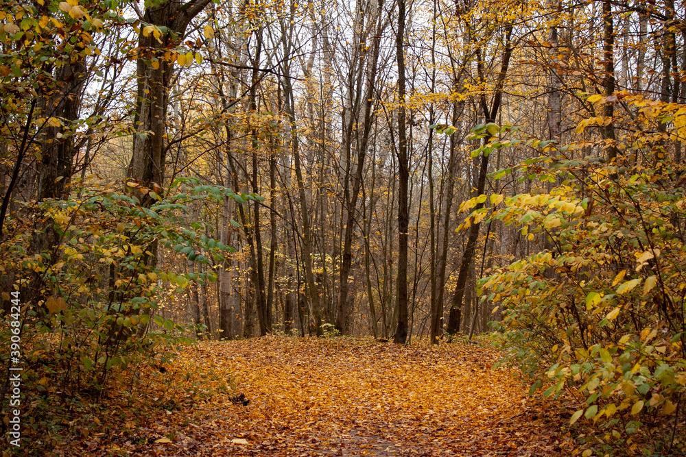 Fototapeta premium Autumn landscape. A forest in bright yellow, green and orange colors, extraordinary fantastically beautiful trees, a hill, filled with fallen leaves.