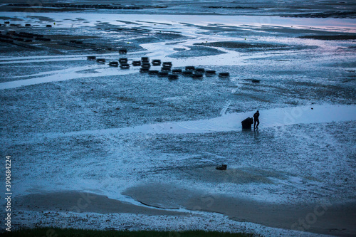 Low tide beach with shellfish farmer silhouetted pulling oyster crates photo