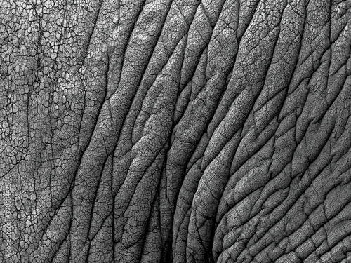 Photography Closeup shot of an elephant skin