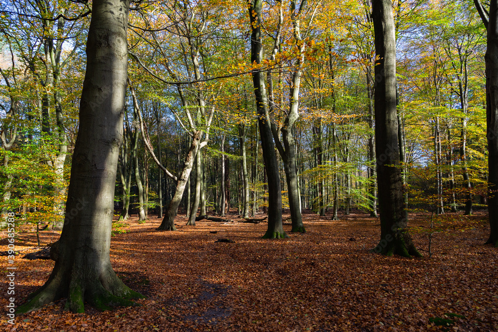Fototapeta premium Primeval Dutch forest on a sunny day in November in extreme colorful autumn outfit.