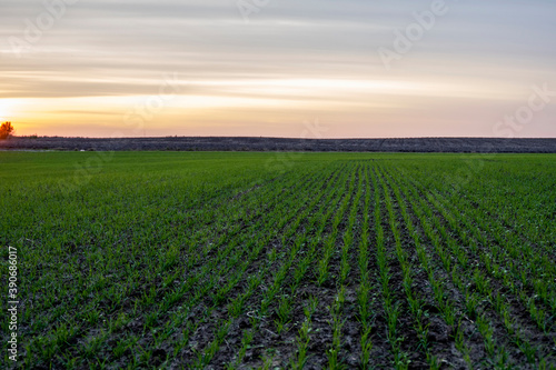 Landscape young wheat seedlings growing in a field. Green wheat growing in soil. Close up on sprouting rye agriculture on a field in sunset. Sprouts of rye. Wheat grows in chernozem planted in autumn. © Volodymyr