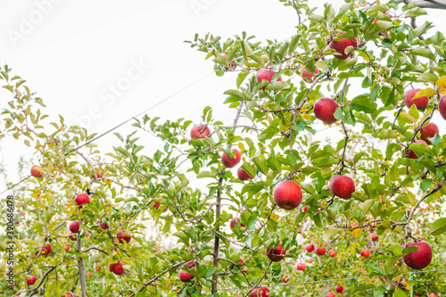 収穫時期のふじリンゴ