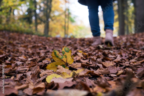 Closeup of leaves fallen on the floor on legs of woman background in the autumnal forest