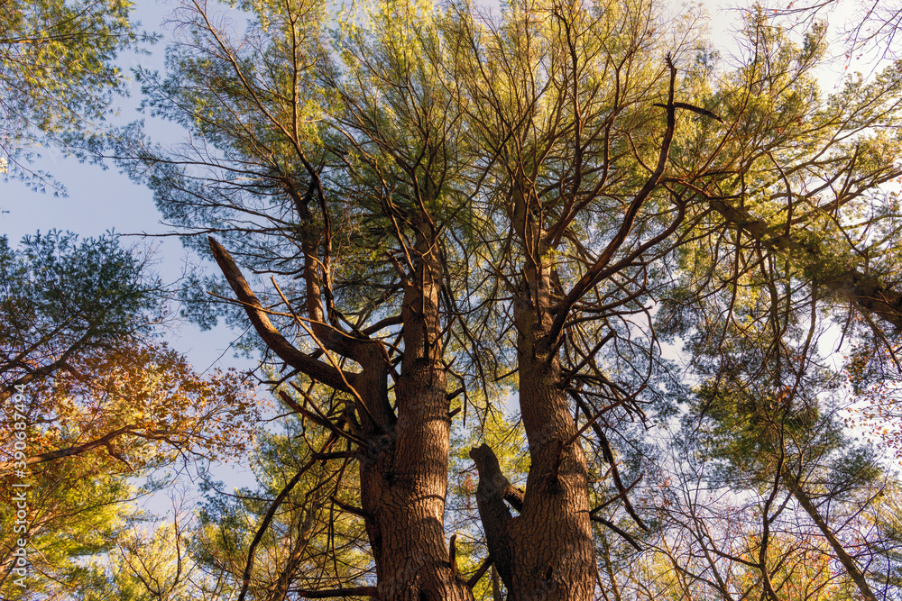 A photograph of tree tops and the sky taken from directly below. A photograph of tree tops and the sky taken from directly below.
