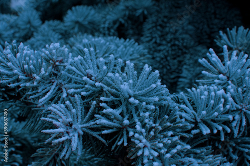 Beautiful frozen branches of fir tree in winter season. Closeup.