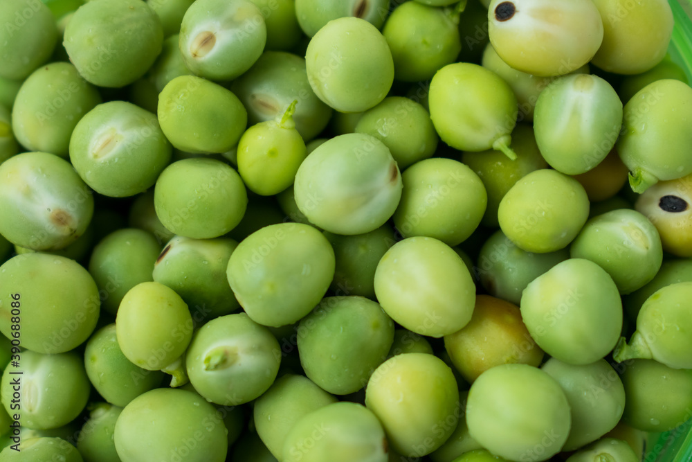 Closeup of healthy fresh green vetches on a pot Closeup of healthy fresh green vetches on a pot