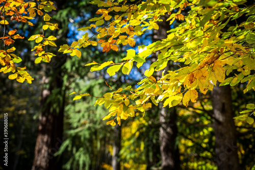 Montseny deep forest colorful autumn in Catalonia, Spain.