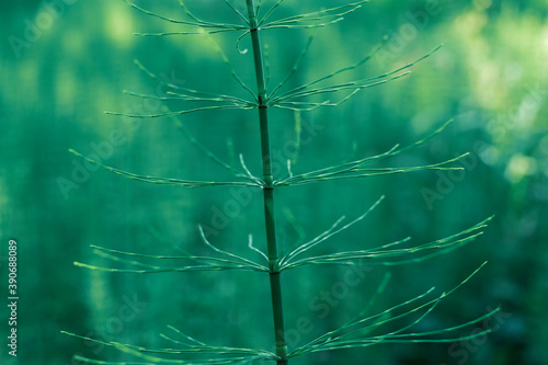 horsetail grows in a swamp, ancient primitive plant photo