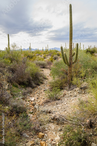 Saguaro National Park