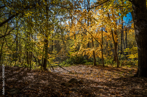Fototapeta Naklejka Na Ścianę i Meble -  Montseny deep forest colorful autumn in Catalonia, Spain.