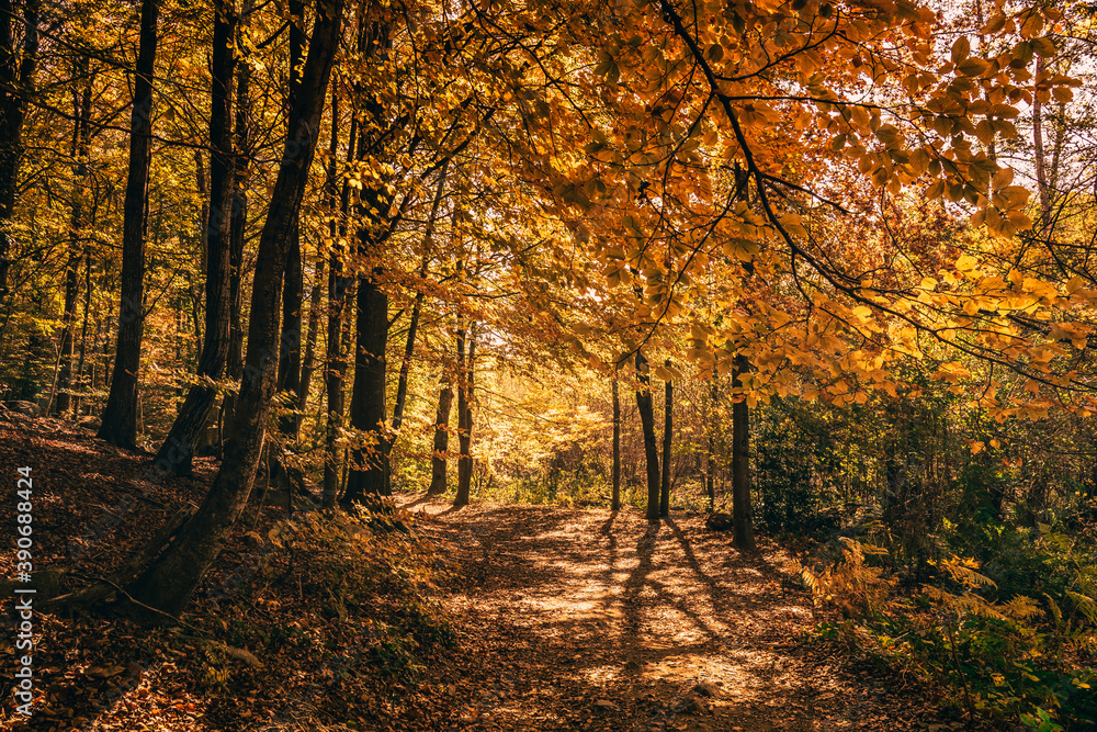 Obraz premium Montseny deep forest colorful autumn in Catalonia, Spain.
