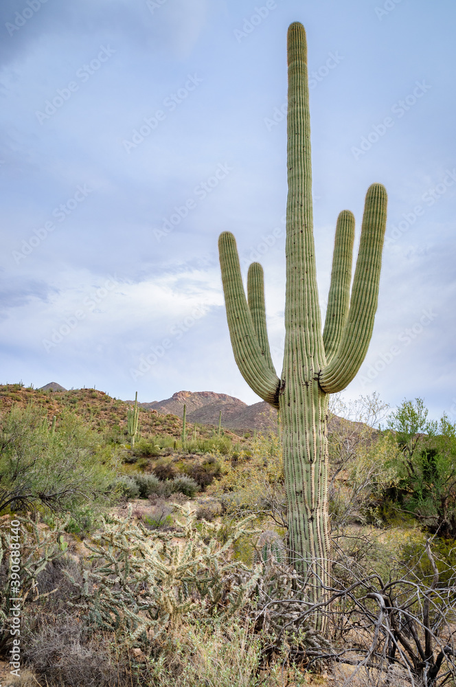 Lone Cactus at Saguaro National Park