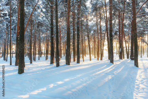 Beautiful winter landscape. Pine forest in the snow, the sun's rays make their way through the tree trunks. Winter, frosty sunny day.