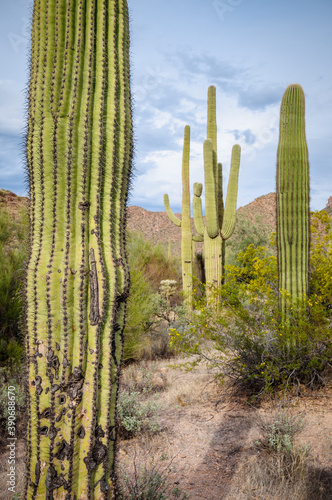 Group of Cactuses at Saguaro National Park