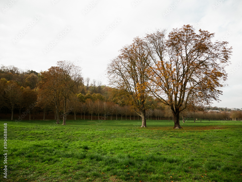 Autumn landscape, forest with green and brown leaves. Autumn landscape, forest with green and brown leaves.
