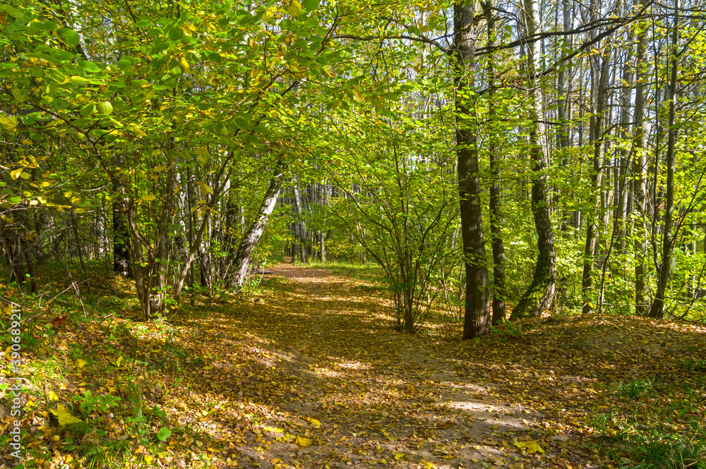 Obraz premium Path in the autumn forest