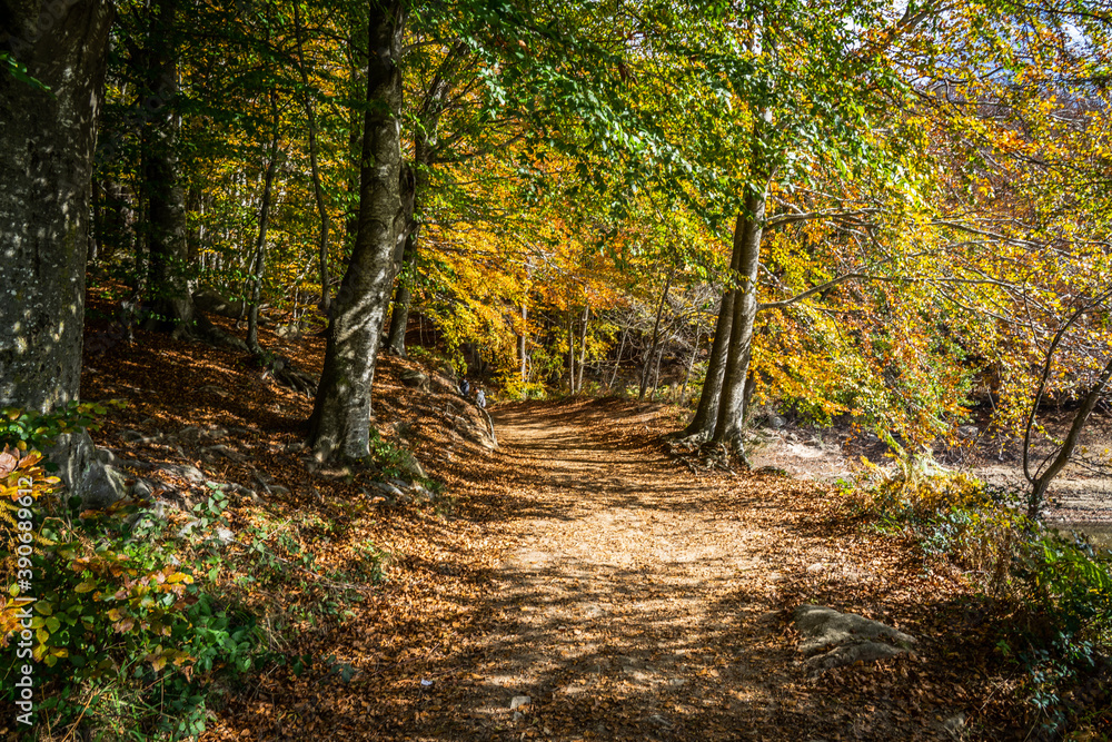 Fototapeta premium Montseny deep forest colorful autumn in Catalonia, Spain.