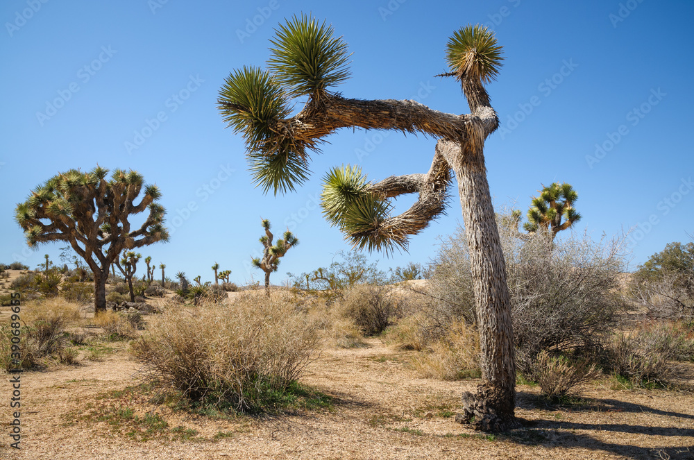 Joshua Tree National Park Joshua Tree National Park
