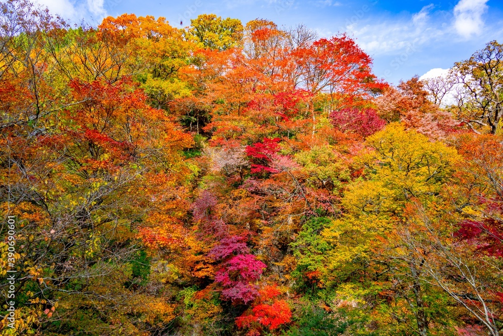 あまがたに渓谷の紅葉 あまがたに渓谷の紅葉
