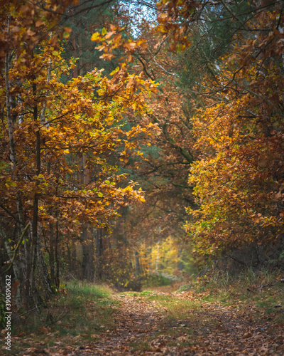 Złota Polska jesień w lesie © af-mar