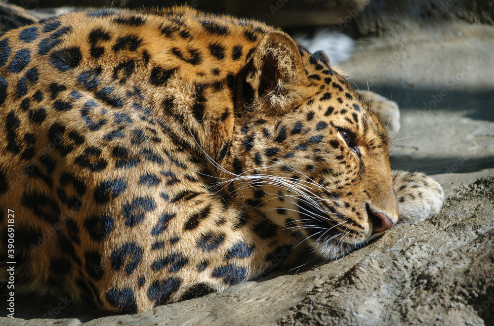 Fototapeta premium Erie Zoo