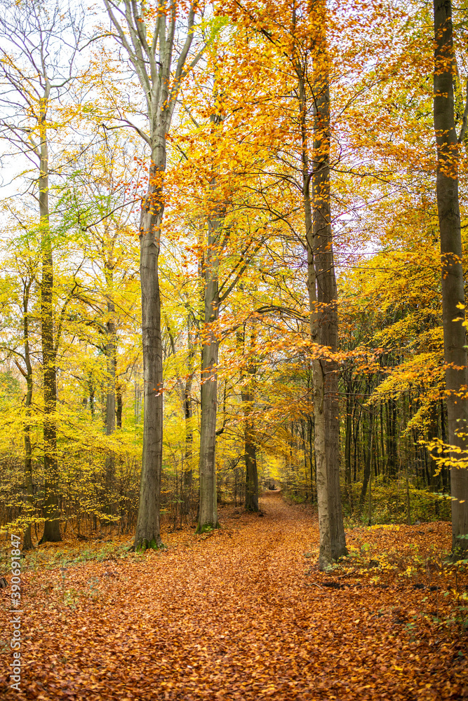 Herbstliche Stimmung im Wald mit vielen bunten Blättern