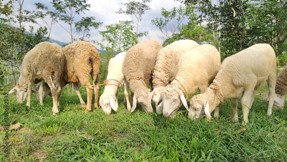 Herd of Sheep Eating Grass in The Meadow. Central Java Indonesia. Herd of Sheep Eating Grass in The Meadow. Central Java Indonesia.