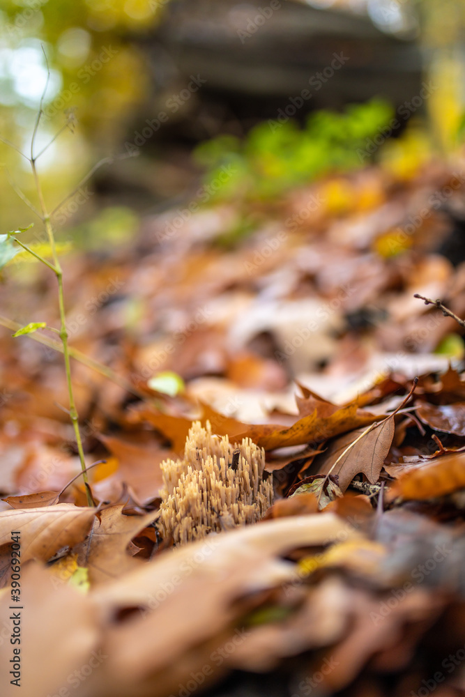 Besonderer Pilz im Herbst auf 
dem Waldboden