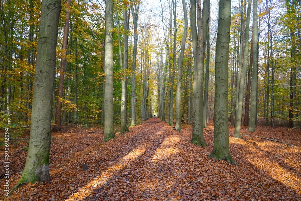 Weg durch einen Wald mit einer Allee am Wegesrand im Herbst