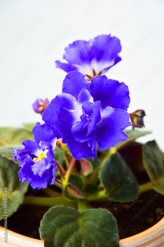 room flower in a pot. beautiful plant with bright flowers on a white background. violet.