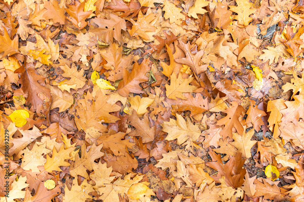 Viele bunte Blätter von oben im Herbst auf dem Waldboden Viele bunte Blätter von oben im Herbst auf dem Waldboden