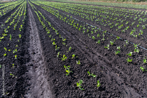 Lettuce in the field