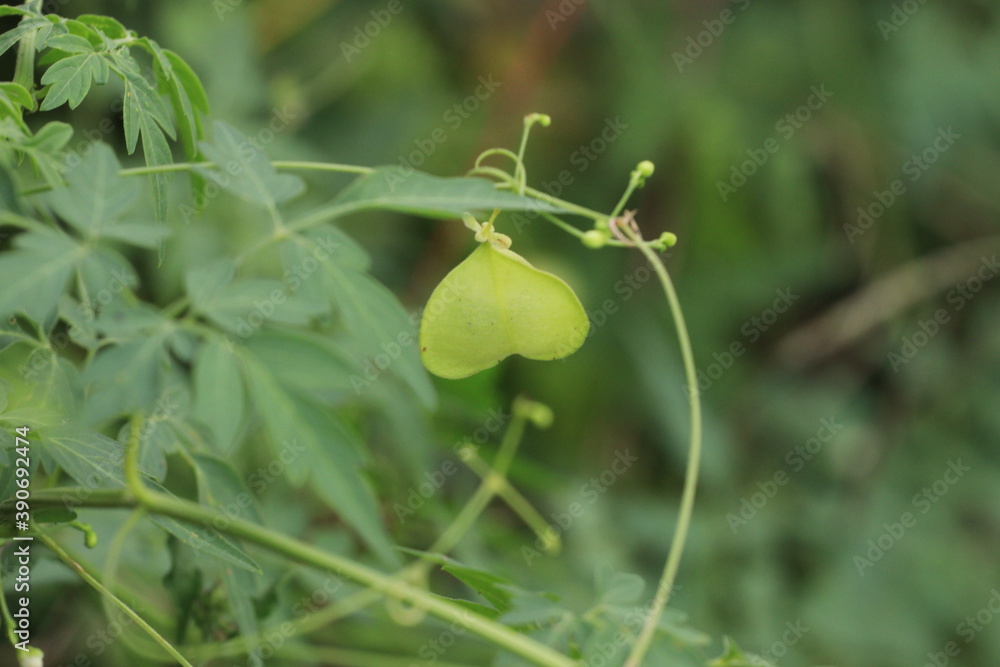 Obraz premium green olives on the tree