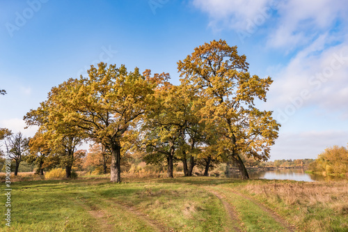 beautiful landscape in oak grove with clumsy branches near river in gold autumn