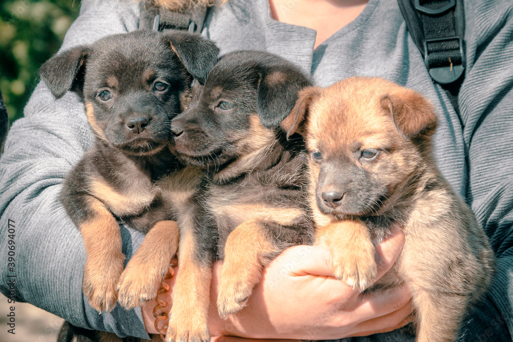 an armful of puppies in the arms of a woman in a gray sweater an armful of puppies in the arms of a woman in a gray sweater