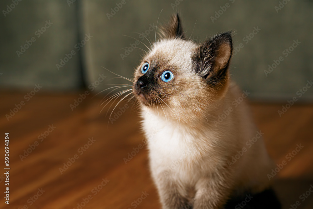 Kitty cat with blue eyes, Balinese cat