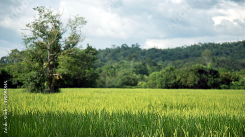 panorama landscape field focus on green rice for