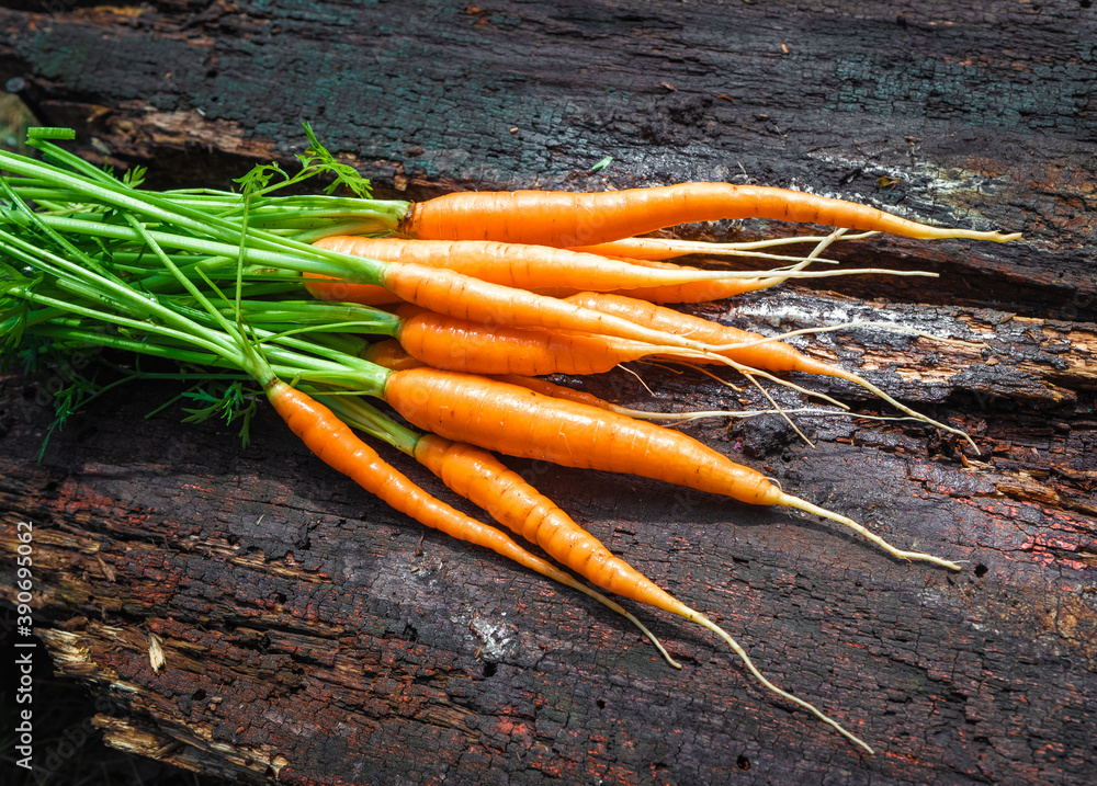 Fresh and sweet organic carrots on a old gray wooden table