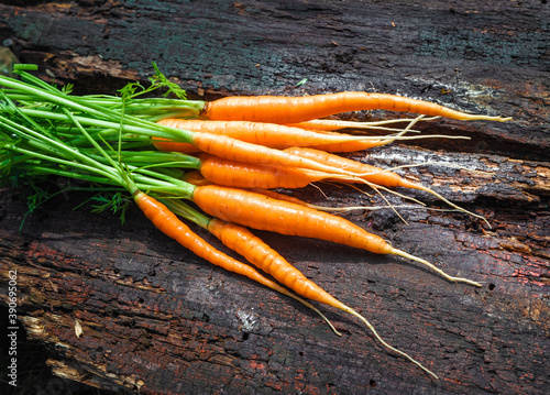 Obraz na płótnie Fresh and sweet organic carrots on a old gray wooden table w salonie